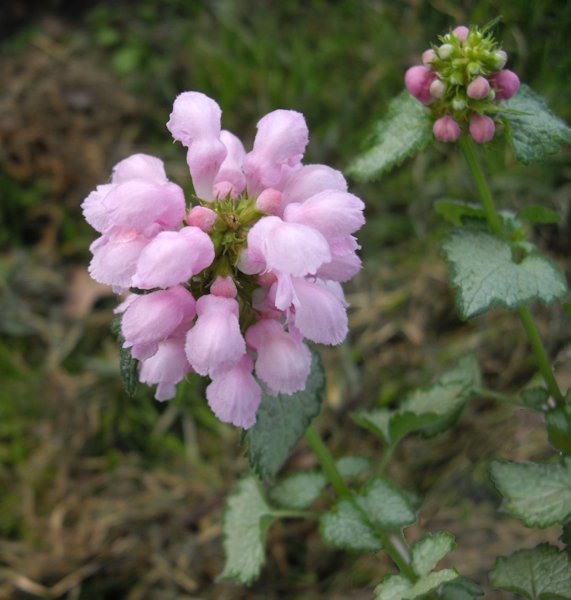 Lamium maculatum 'Shell Pink' en fleurs dans un sous-bois frais et ombragé